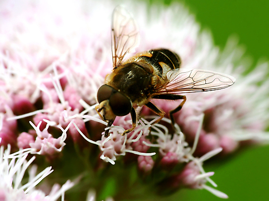 포토 JPG 해외이미지 꽃잎 꽃 줄기 곤충 밭 날개 초원 사람없음 초록색 노란색 업무 말벌 작음 민들레 벌 수집 먹여주기 아로마 꿀 드론 해외포토 식물 동물 컬러 농업 작업 벌_곤충 크기 먹기 파일형식 이미지허브