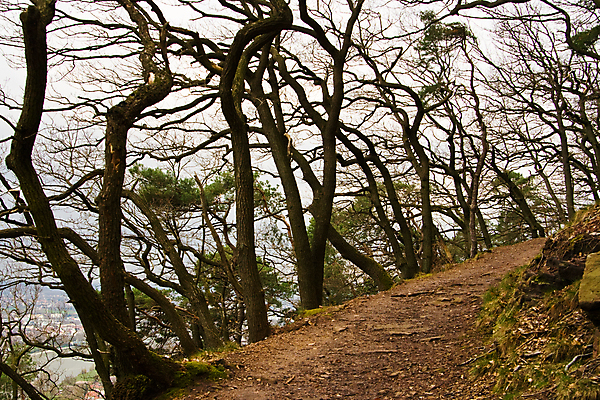 포토 JPG 해외이미지 나무 계절 겨울 자연 산 풍경 사람없음 야외 가로 초록색 갈색 검은색 회색 가을 숲 오솔길 흙길 해외포토 식물 길 컬러 흙 생태계 파일형식 이미지허브