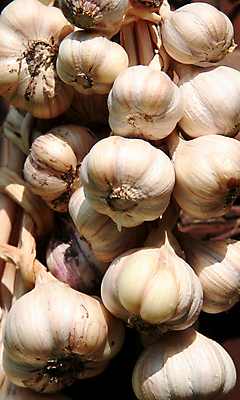 포토 JPG 해외이미지 음식 백그라운드 채소 재료 전구 마늘 사람없음 흰색 다발 허브 향신료 해외포토 식물 컬러 향미료 파일형식 이미지허브