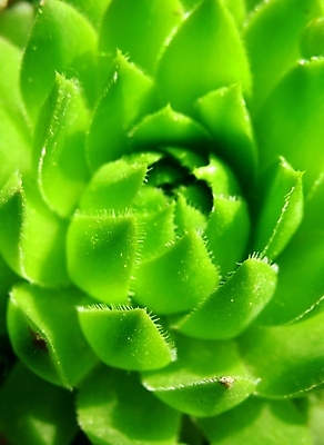 포토 JPG 해외이미지 나무 식물 계절 꽃잎 꽃 백그라운드 잎 자연 사람없음 초록색 뷰티 정원 봄 개화 내추럴 해외포토 컬러 생태계 파일형식 이미지허브