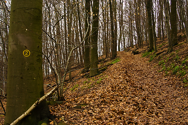 포토 JPG 해외이미지 나무 계절 잎 겨울 자연 산 사람없음 야외 가로 초록색 갈색 검은색 회색 숲 오솔길 흙길 해외포토 식물 길 컬러 흙 생태계 파일형식 이미지허브