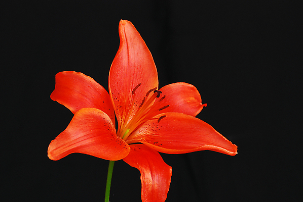 포토 JPG 해외이미지 꽃 사람없음 빨간색 검은색 클래식 해외포토 식물 컬러 컨셉 파일형식 이미지허브