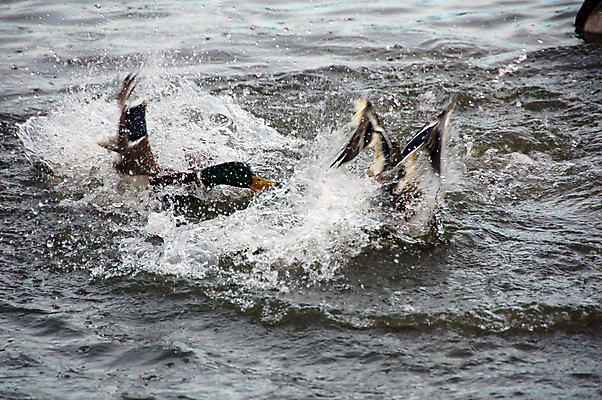 포토 JPG 해외이미지 호수 조류 오리 사람없음 물 파란색 싸움 청둥오리 해외포토 자연요소 동물 컬러 모션 파일형식 이미지허브