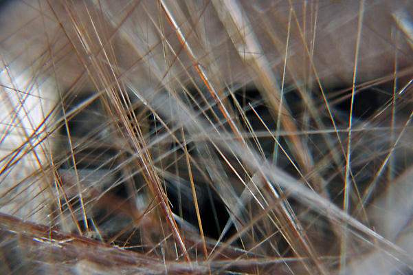 포토 JPG 해외이미지 선 백그라운드 오렌지 자연 유리 추상 사람없음 장식 빛 갈색 성장 투명 황금 실 닫기 크리스탈 보석 순수 묘사 질감 고립 슬라이드 이산화탄소 지질학 티타늄 해외포토 교육 컬러 컨셉 무늬 과일 모션 재질 원소 광석 생태계 파일형식 이미지허브