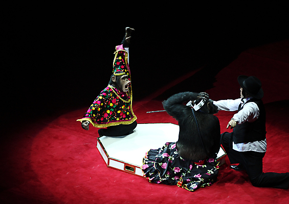 포토 JPG 해외이미지 사람없음 숫자 경기장 공연 기쁨 원숭이 서커스 침팬지 해외포토 문자 감정 포유류 스포츠시설 이벤트 파일형식 이미지허브