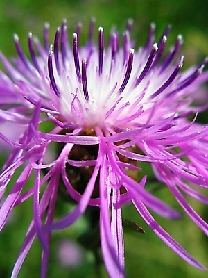 포토 JPG 해외이미지 식물 계절 꽃잎 꽃 분홍색 결혼 백그라운드 꽃무늬 밭 자연 발렌타인데이 사람없음 야외 초록색 여름 컬러풀 뷰티 정원 봄 벚꽃 개화 꽃집 묘사 내추럴 해외포토 컬러 무늬 농업 데이이벤트 이벤트 상점 생태계 파일형식 이미지허브