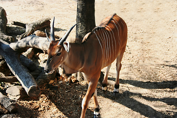 포토 JPG 해외이미지 동물 응시 공원 얼굴 야생동물 포유류 아프리카 자연 초식동물 사슴 뿔 동물원 사람없음 야외 갈색 닫기 큼 사파리 영양 먼지 케냐 서식지 동쪽 거인 남쪽 내추럴 생태학 해외포토 시선 공공시설 교육 나라 컬러 모션 신체부위 크기 방향 생태계 파일형식 이미지허브