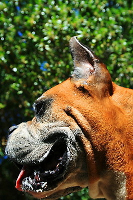 포토 JPG 해외이미지 식물 동물 공원 행복 자연 하늘 휴식 서기 경비 사람없음 야외 파란색 반려동물 갈색 검은색 개 보호 숲 경계 보안 해외포토 공공시설 감정 컬러 컨셉 포유류 모션 안전 생태계 파일형식 이미지허브