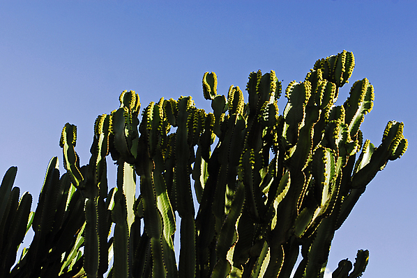 포토 JPG 해외이미지 식물 꽃 여행 꽃무늬 과일 자연 하늘 휴가 선인장 건조 따뜻함 사람없음 야외 초록색 파란색 맑음 사막 성장 벚꽃 자녀 뜨거움 가시 닫기 위험 큼 척추 날카로움 스파이크 찌르기 이국적 해외포토 컬러 컨셉 무늬 모션 날씨 뼈 크기 생태계 파일형식 이미지허브