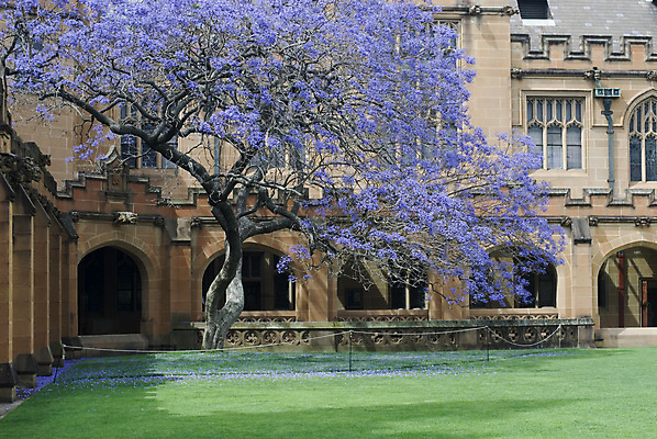 포토 JPG 해외이미지 나무 전통 교육 잔디 사람없음 학습 스터디 보라색 침묵 역사 호주 대학교 시드니 고딕 안뜰 해외포토 식물 컬러 학교 소리 오세아니아 파일형식 이미지허브