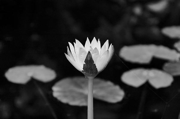 포토 JPG 해외이미지 식물 꽃 잎 자연 사람없음 초록색 파란색 흰색 연못 야간 해외포토 자연요소 컬러 생태계 파일형식 이미지허브