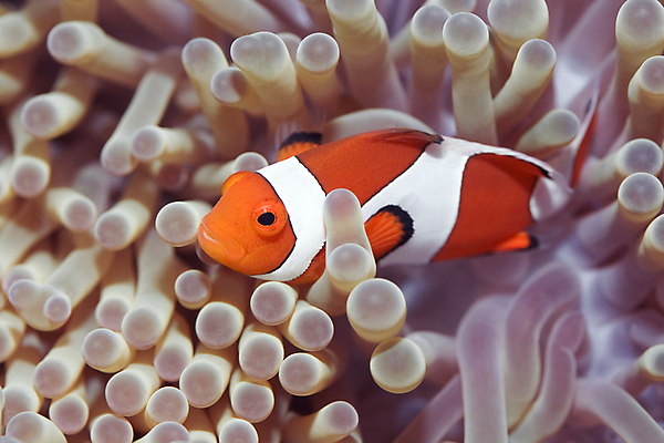 포토 JPG 해외이미지 동물 꽃 야생동물 스포츠 바다 백그라운드 자연 이집트 어류 사람없음 야외 물 컬러풀 바닷속 수중 수영 광대 스노클링 산호 작음 인도인 엿보기 다이빙 태평양 암초 숨김 깊이 아네모네 해외포토 자연요소 외국인 식물 컬러 컨셉 모션 아프리카 동양인 수중동물 수상스포츠 자포동물 크기 생태계 수중스포츠 파일형식 이미지허브