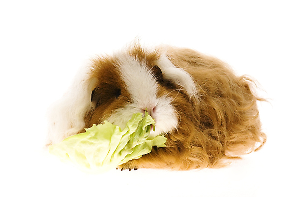 포토 JPG 해외이미지 한마리 사람없음 먹기 배추 기니피그 배추잎 해외포토 1 채소 포유류 모션 파일형식 이미지허브
