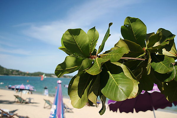 포토 JPG 해외이미지 나무 식물 아시아 모래 바다 섬 여행 백그라운드 우산 태국 자연 휴가 따뜻함 손바닥 사람 해변 사람없음 물 여름 야자수 태양 맑음 수영 뜨거움 부채 군중 묘사 다이빙 블러 이국적 해외포토 자연요소 손 계절 나라 날씨 수상스포츠 생태계 수중스포츠 파일형식 이미지허브