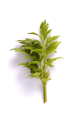 포토 JPG 해외이미지 식물 음식 백그라운드 잎 채소 재료 자연 건강 요리 사람없음 야외 초록색 약 정원 흙 봄 성장 신선 조미료 달콤 맛 다발 먹기 허브 향신료 유기농 향기 냄새 아로마 향 상록수 비타민 로즈메리 내추럴 생태학 식욕 처음 치료제 해외포토 웰빙 계절 교육 컬러 컨셉 의학 모션 생태계 영양소 향미료 파일형식 이미지허브