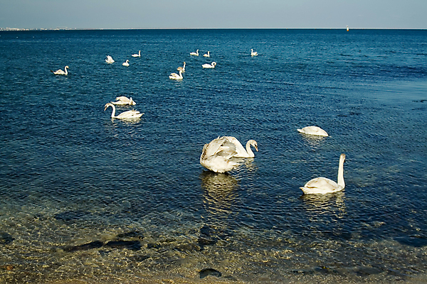 포토 JPG 해외이미지 물결 모래 바다 날개 조류 하늘 사람없음 물 파란색 수영 흰색 꼬리 부리 백조 목 계산서 수유 해외포토 자연요소 동물 컬러 신체부위 수상스포츠 파일형식 이미지허브