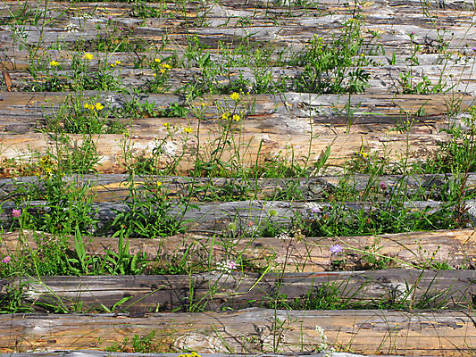 포토 JPG 해외이미지 나무 백그라운드 잎 농업 자연 풍경 잔디 초원 사람없음 야외 목재 갈색 쌓기 환경 블록 회색 시골 원형 떨어짐 장작 땅 유기농 질감 심플 통나무 나무껍질 담배꽁초 잡동사니 흙더미 공터 생태학 수목 톱질 해외포토 도형 식물 웰빙 교육 산업 컬러 컨셉 재료 모션 담배 흙 껍질 생태계 파일형식 더미 이미지허브