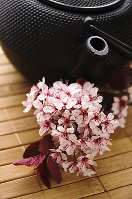 포토 JPG 해외이미지 꽃 티타임 근접촬영 사람없음 찻주전자 꽃차 해외포토 식물 뷰포인트 주전자 휴식 차_음료 파일형식 이미지허브