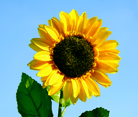 포토 JPG 해외이미지 식물 꽃잎 꽃 행복 백그라운드 꽃무늬 패턴 오렌지 자연 해바라기 씨앗 사람없음 컬러풀 뷰티 노란색 정원 맑음 검은색 벚꽃 흰색 원형 개화 꽃집 유기농 원예 꽃가루 내추럴 고립 넘어짐 해외포토 도형 웰빙 감정 컬러 무늬 과일 모션 날씨 취미 상점 가루 생태계 파일형식 이미지허브