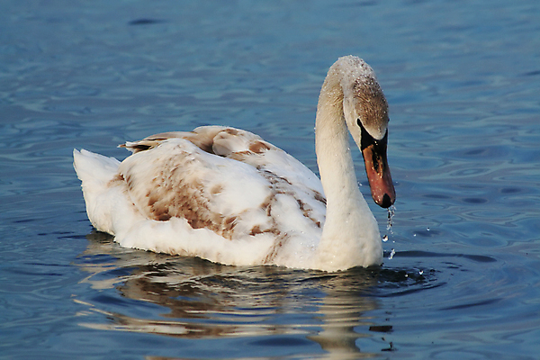 포토 JPG 해외이미지 물결 바다 날개 조류 사람없음 물 파란색 갈색 수영 흰색 떨어짐 깃털 꼬리 시력 부리 백조 분무기 목 계산서 해외포토 자연요소 동물 컬러 컨셉 신체부위 수상스포츠 파일형식 이미지허브