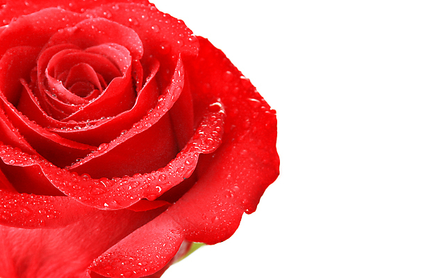 포토 JPG 해외이미지 기념일 꽃잎 꽃 컨셉 잎 꽃무늬 자연 발렌타인데이 선물 사랑 사람없음 장식 빨간색 초록색 물 여름 뷰티 장미 젖음 벚꽃 흰색 물방울 축하 심볼 오브젝트 싱글 질감 열정 고립 카피스페이스 해외포토 자연요소 식물 계절 감정 컬러 무늬 데이이벤트 이벤트 공백 생태계 파일형식 이미지허브