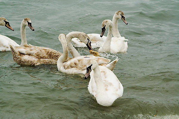 포토 JPG 해외이미지 물결 빵 바다 날개 조류 사람없음 물 수영 흰색 떨어짐 먹기 꼬리 부리 백조 분무기 목 계산서 수유 해외포토 자연요소 동물 음식 컬러 컨셉 모션 신체부위 수상스포츠 파일형식 이미지허브