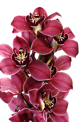 포토 JPG 해외이미지 식물 꽃잎 꽃 꽃다발 동양인 사람없음 장식 뷰티 나뭇가지 난초 냄새 이국적 해외포토 나무 인종 파일형식 이미지허브