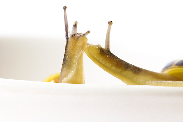 포토 JPG 해외이미지 두마리 연체동물 실내 사람없음 컵 흰배경 해외포토 식기 백그라운드 2 무척추동물 내부 흰색 파일형식 이미지허브