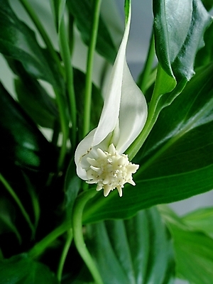 포토 JPG 해외이미지 식물 디자인 계절 꽃잎 꽃 꽃다발 백그라운드 잎 꽃무늬 오렌지 자연 사람없음 야외 초록색 여름 컬러풀 태양 뷰티 정원 봄 낭만 벚꽃 흰색 개화 닫기 백합 묘사 내추럴 해외포토 자연요소 컬러 컨셉 무늬 과일 모션 생태계 파일형식 이미지허브