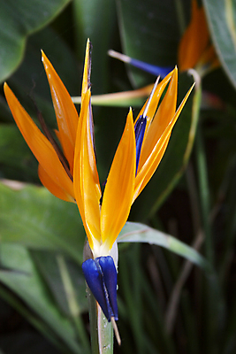 포토 JPG 해외이미지 꽃 오렌지 사람없음 초록색 파란색 해외포토 식물 컬러 과일 파일형식 이미지허브