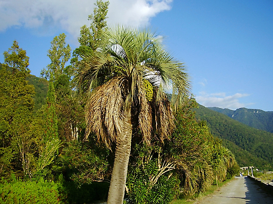 포토 JPG 해외이미지 나무 여행 하늘 휴식 산 손바닥 사람없음 초록색 파란색 햇빛 뷰티 뜨거움 숲 해외포토 식물 손 컬러 컨셉 태양 파일형식 이미지허브