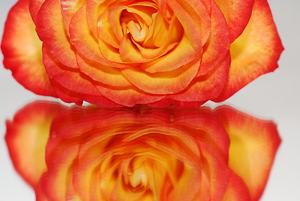 포토 JPG 해외이미지 오렌지 유리 사람없음 장미 반사 노란색 거울 해외포토 꽃 컬러 과일 재질 파일형식 이미지허브