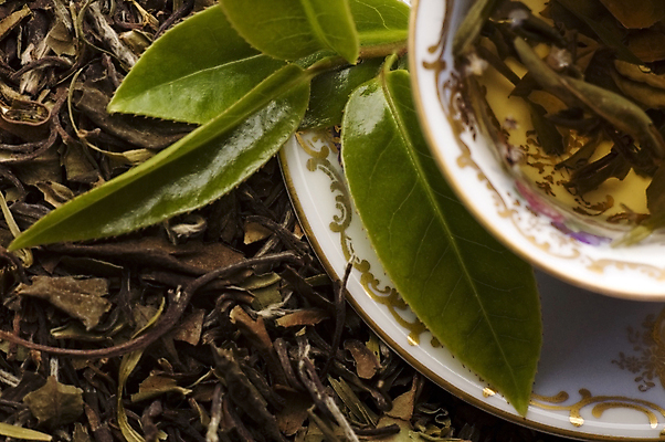 포토 JPG 해외이미지 잎 티타임 사람없음 하이앵글 찻잔 녹차 컵받침 찻잎 녹차잎 해외포토 식물 뷰포인트 휴식 잔 차_음료 받침대 파일형식 이미지허브