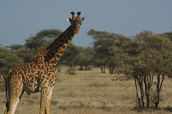 포토 JPG 해외이미지 동물 야생동물 포유류 아프리카 사람없음 초록색 노란색 머리 점 큼 기린 사파리 목 사바나 세렝게티 탄자니아 평야 해외포토 나라 컬러 자연 신체부위 크기 파일형식 이미지허브