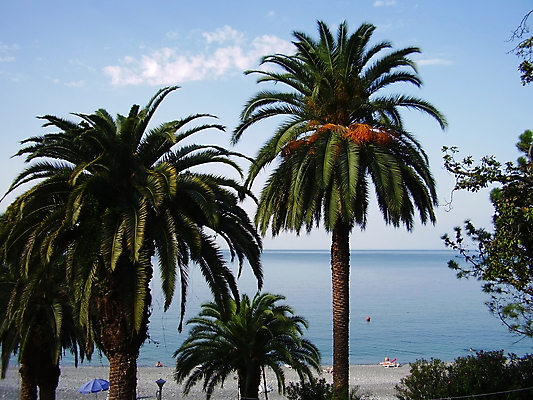 포토 JPG 해외이미지 나무 파도 바다 여행 하늘 휴가 휴식 손바닥 사람없음 물 파란색 뷰티 수영 조약돌 수평선 해외포토 자연요소 식물 손 컬러 컨셉 돌_바위 수상스포츠 파일형식 이미지허브