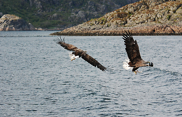 포토 JPG 해외이미지 호수 바다 조류 사람없음 물 파란색 독수리 해외포토 자연요소 동물 컬러 파일형식 이미지허브