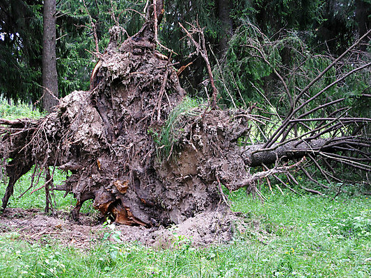 포토 JPG 해외이미지 식물 계절 줄기 백그라운드 장난 자연 왕관 풍경 이벤트 사람없음 야외 목재 초록색 여름 갈색 힘 나뭇가지 소나무 바늘 균열 숲 통나무 나무껍질 담배꽁초 침엽수 원뿔 다리찢기 엘리먼트 특별함 해외포토 도형 나무 컬러 컨셉 재료 모션 담배 껍질 도구 생태계 파일형식 이미지허브