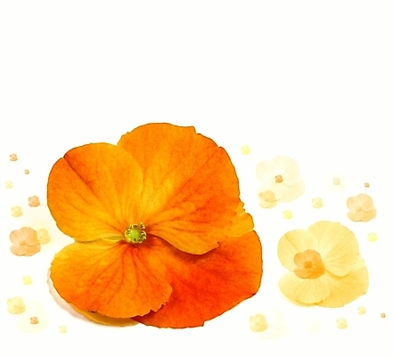 포토 JPG 해외이미지 식물 계절 꽃잎 꽃 꽃다발 결혼 백그라운드 잎 꽃무늬 오렌지 자연 벽지 휴가 발렌타인데이 사람없음 여름 뷰티 정원 벚꽃 흰색 침대 축하 신용카드 개화 만족 그림 질감 내추럴 고립 넘어짐 해외포토 감정 컬러 가구 컨셉 무늬 과일 모션 데이이벤트 이벤트 금융 생태계 파일형식 이미지허브