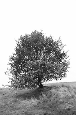 포토 JPG 해외이미지 나무 잎 산 사람없음 센터 언덕 해외포토 식물 파일형식 이미지허브