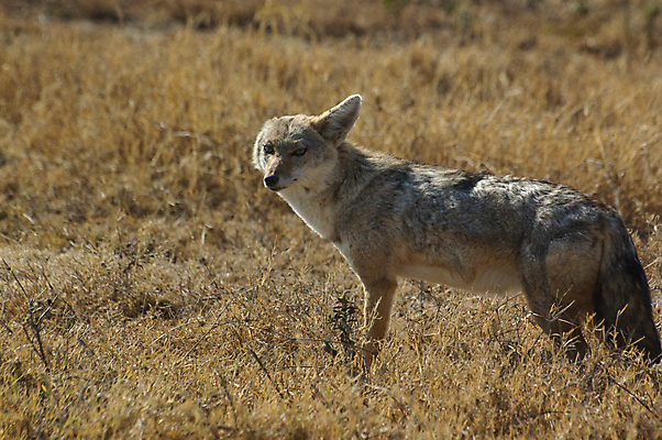 포토 JPG 해외이미지 동물 야생동물 포유류 아프리카 사람없음 노란색 위험 사파리 여우 육식동물 세렝게티 탄자니아 해외포토 나라 컬러 컨셉 파일형식 이미지허브