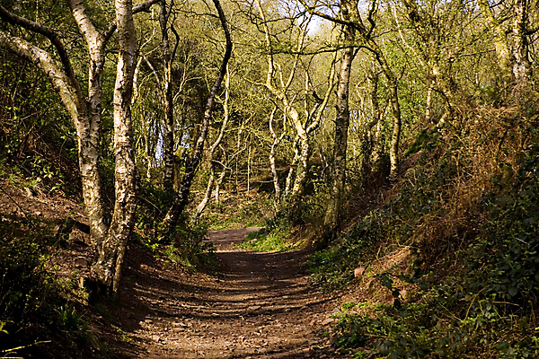포토 JPG 해외이미지 나무 길 잎 사람없음 야외 걷기 산책 하이킹 숲 방법 삼림지대 해외포토 식물 모션 레저 휴식 파일형식 이미지허브