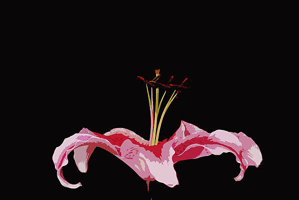 포토 JPG 해외이미지 꽃 분홍색 사람없음 검은색 흰색 클래식 백합 해외포토 식물 컬러 컨셉 파일형식 이미지허브