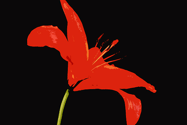 포토 JPG 해외이미지 꽃 사람없음 빨간색 검은색 클래식 해외포토 식물 컬러 컨셉 파일형식 이미지허브