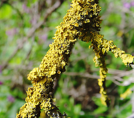포토 JPG 해외이미지 나무 식물 백그라운드 패턴 오렌지 자연 표면 이끼 사람없음 목재 초록색 컬러풀 갈색 노란색 환경 활발 젖음 성장 얼룩 거친 보호 숲 유기농 질감 나무껍질 내추럴 곰팡이 옛날 해외포토 웰빙 컬러 컨셉 무늬 과일 재료 껍질 생태계 파일형식 이미지허브