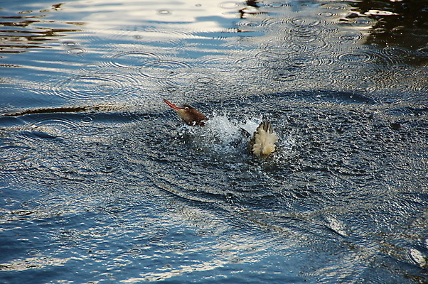 포토 JPG 해외이미지 호수 조류 오리 사람없음 물 여름 파란색 태양 빨래 해외포토 자연요소 동물 계절 컬러 가사 파일형식 이미지허브