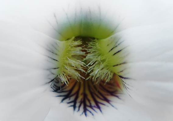 포토 JPG 해외이미지 식물 꽃잎 꽃 백그라운드 꽃무늬 자연 친절 사람없음 야외 초록색 노란색 환경 정원 보라색 봄 성장 흰색 입 닫기 달콤 제비꽃 묘사 유기농 질감 향기 냄새 부드러움 강렬 비올라 생태학 해외포토 웰빙 계절 교육 컬러 무늬 모션 신체부위 감각 맛 생태계 파일형식 찰현악기 이미지허브