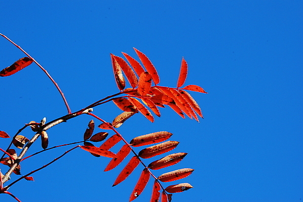 포토 JPG 해외이미지 잎 하늘 사람없음 빨간색 파란색 해외포토 식물 컬러 파일형식 이미지허브