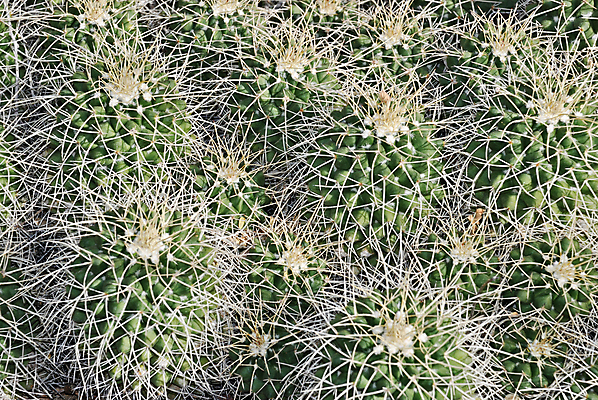 포토 JPG 해외이미지 식물 꽃무늬 자연 선인장 사람없음 장식 초록색 정원 사막 흰색 못 가시 그룹 닫기 척추 묘사 생물학 날카로움 스파이크 찌르기 영원 이국적 해외포토 교육 꽃 컬러 무늬 모션 뼈 공구 생태계 파일형식 이미지허브