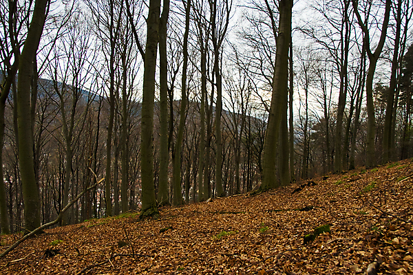 포토 JPG 해외이미지 나무 계절 잎 겨울 자연 산 풍경 사람없음 야외 가로 갈색 검은색 회색 가을 숲 해외포토 식물 컬러 생태계 파일형식 이미지허브