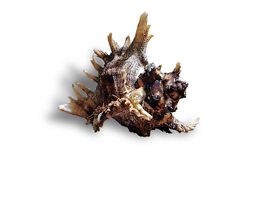 포토 JPG 해외이미지 모래 바다 백그라운드 자연 휴가 조개 휴식 바닥 사람없음 물 흰색 오브젝트 다이빙 지역 고립 해외포토 자연요소 컬러 컨셉 어패류 수영 생태계 수중스포츠 파일형식 이미지허브